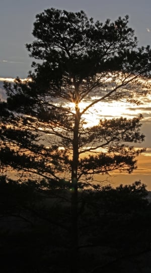 silhouette of tree under white clouds during sunset thumbnail