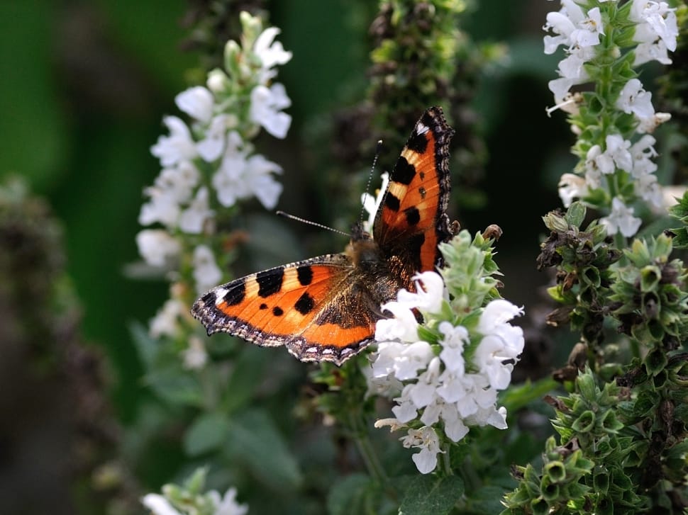 small tortoiseshell butterfly preview