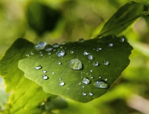 Leaves, Green, Plants, Nature, drop, water thumbnail