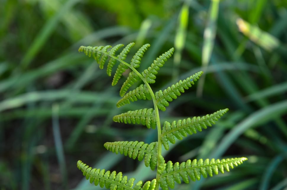close up photo green fern preview