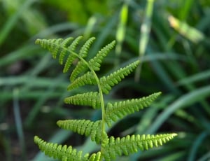 close up photo green fern thumbnail