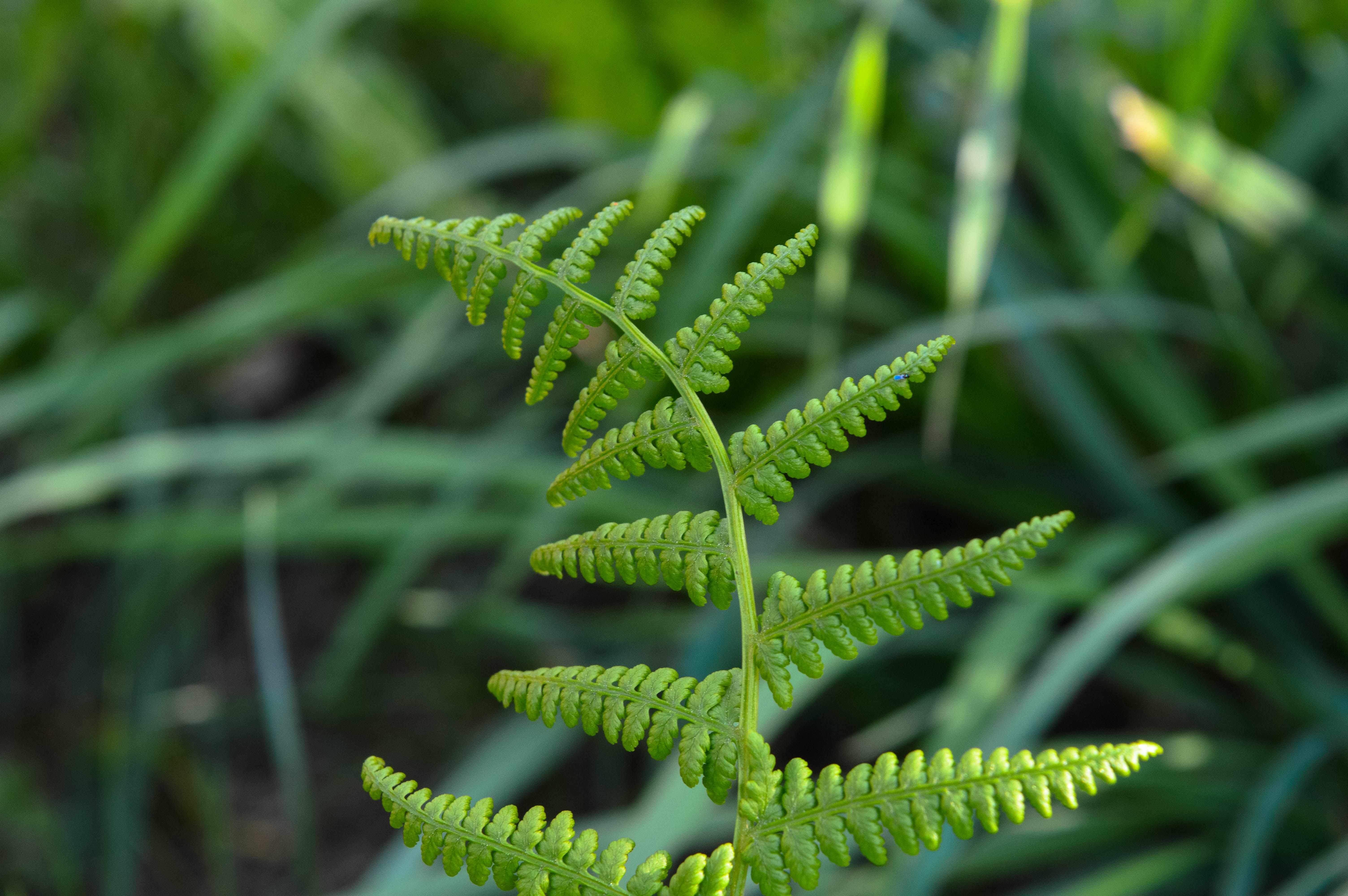 close up photo green fern