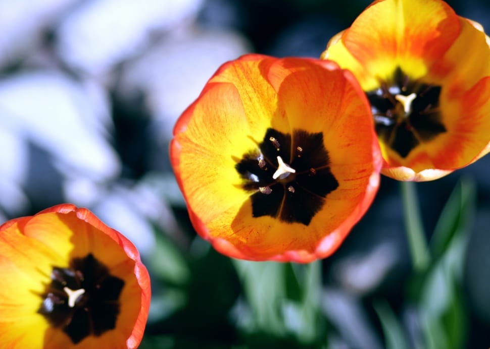 yellow and orange petaled flower preview