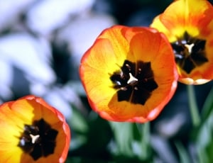 yellow and orange petaled flower thumbnail