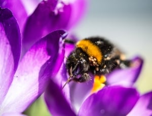 bee on purple petaled flower thumbnail