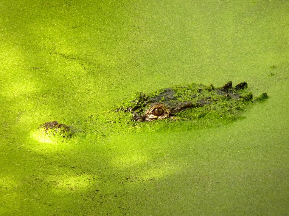 alligator covered with algae preview