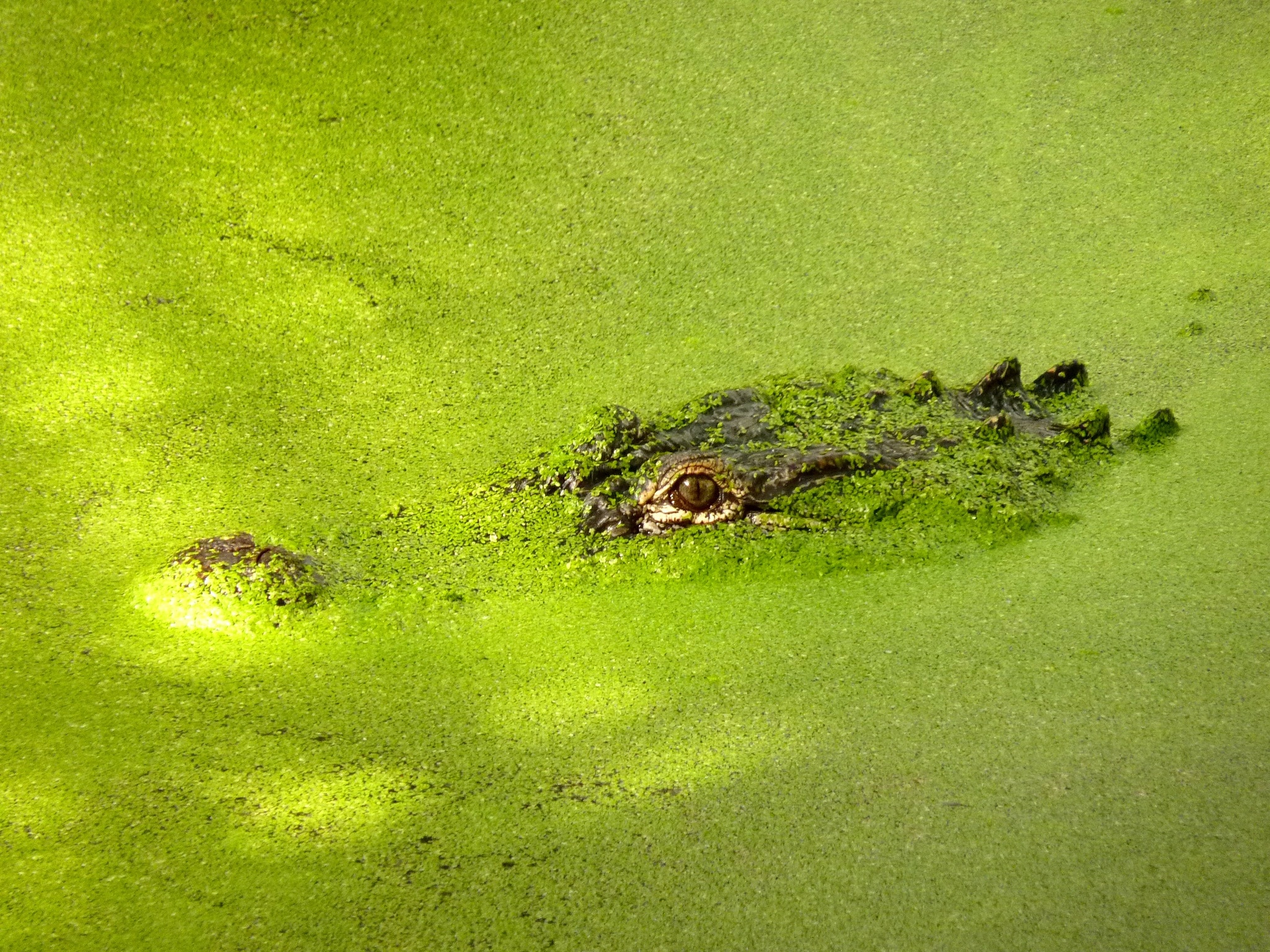 alligator covered with algae