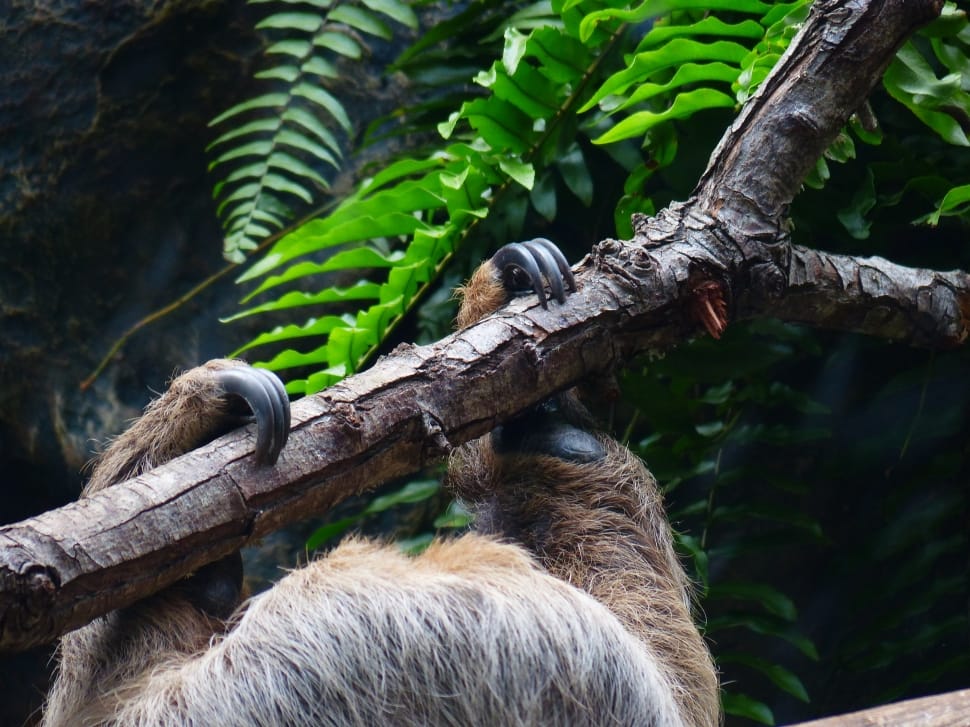 brown sloth swinging on tree branch during daytime preview