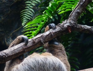 brown sloth swinging on tree branch during daytime thumbnail
