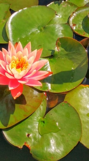 Lily, Flower, Water, Waterlily, flower, leaf thumbnail