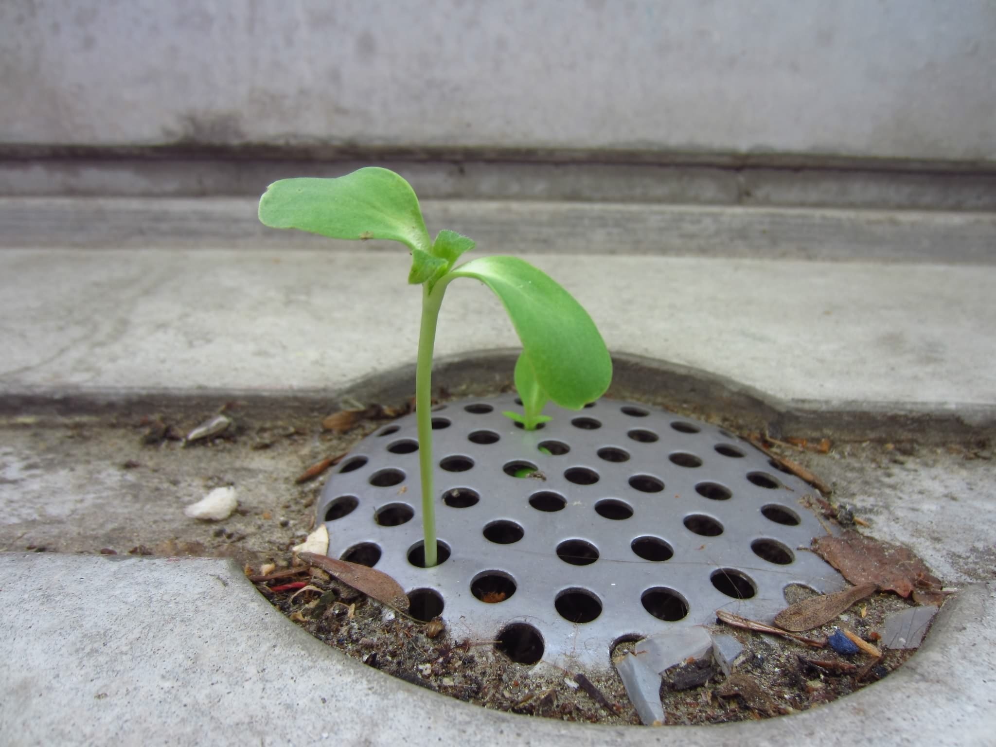 green leaf plant