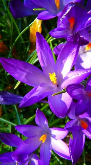 purple saffron crocus thumbnail