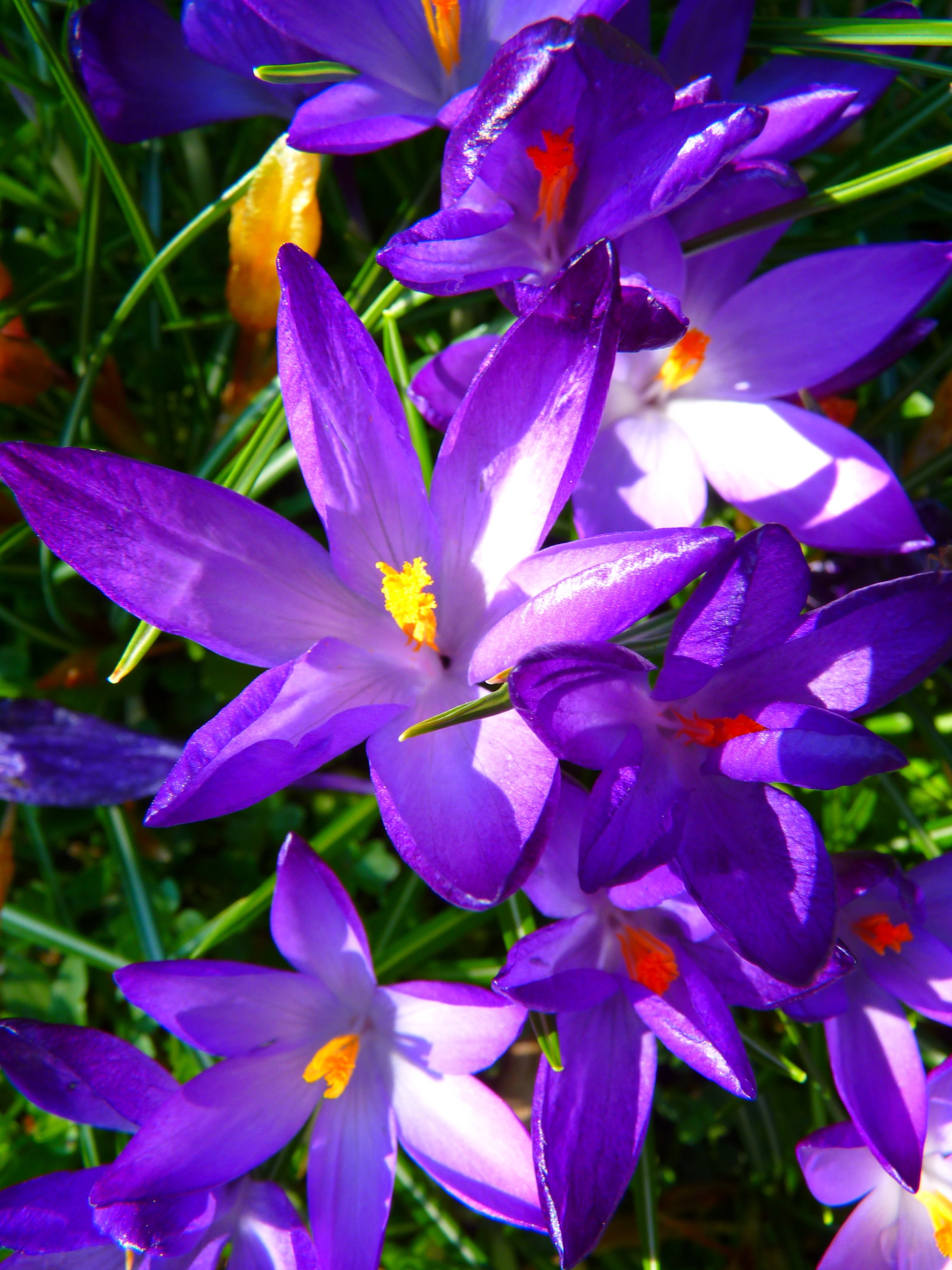 purple saffron crocus