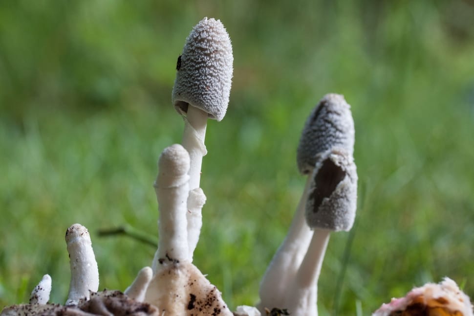white and grey mushroom preview