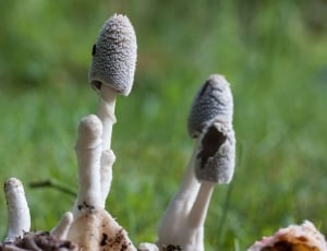 white and grey mushroom thumbnail