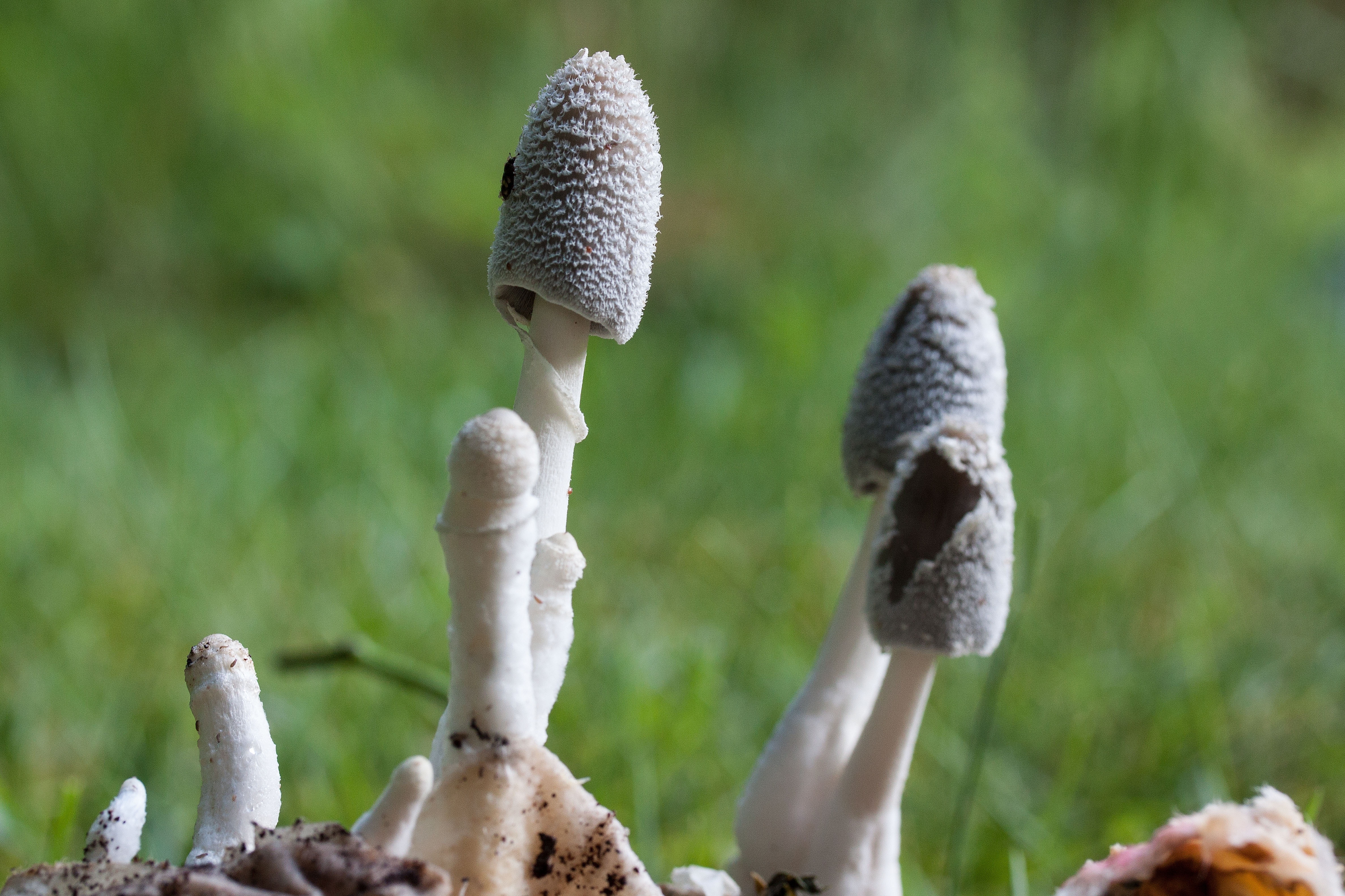 white and grey mushroom
