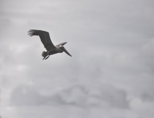 wildlife photography of flying pelican thumbnail
