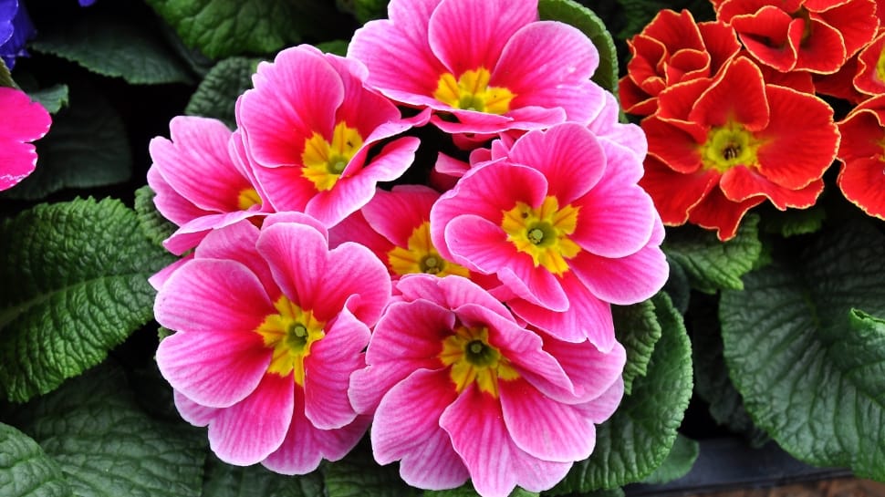 Motley, Spring Flowers, Primrose, flower, plant preview