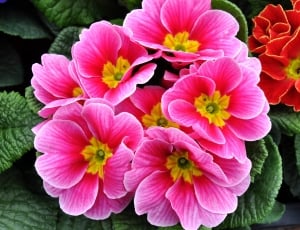 Motley, Spring Flowers, Primrose, flower, plant thumbnail