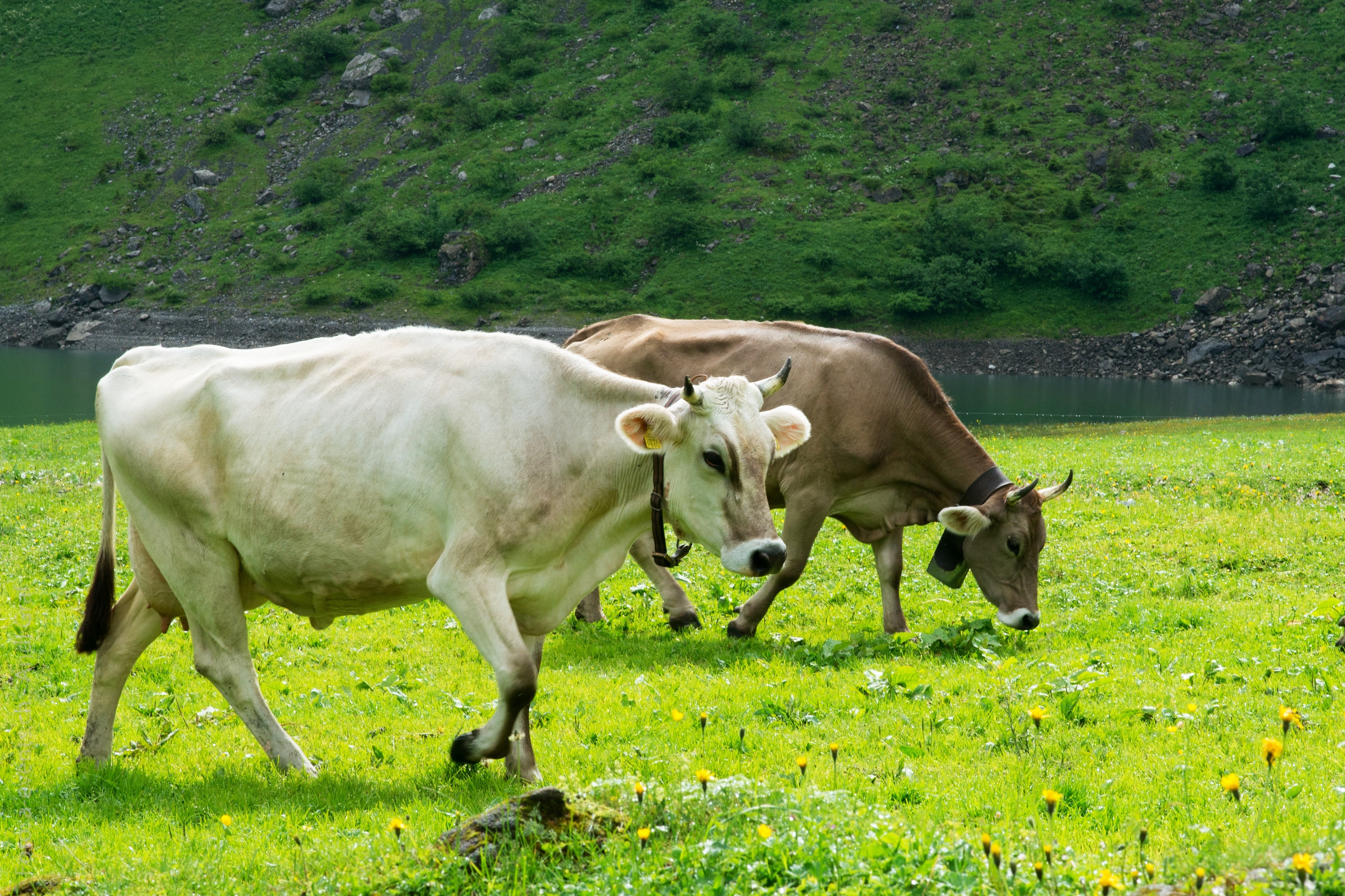 two brown and white cows on green grass field