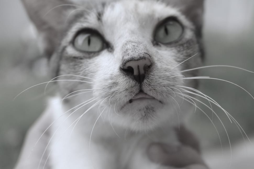 white and gray cat preview