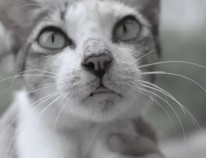 white and gray cat thumbnail