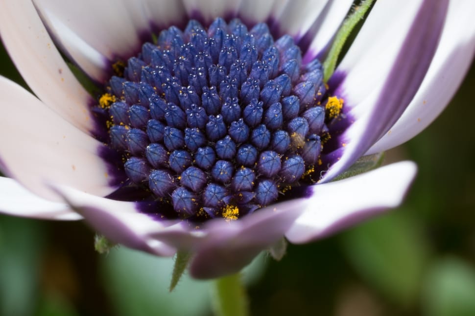 close up photo of purple petaled flower preview