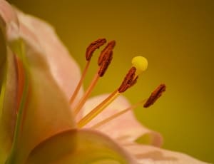 pink lily thumbnail