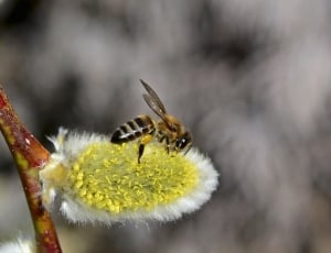 honey bee on yellow and white flower thumbnail