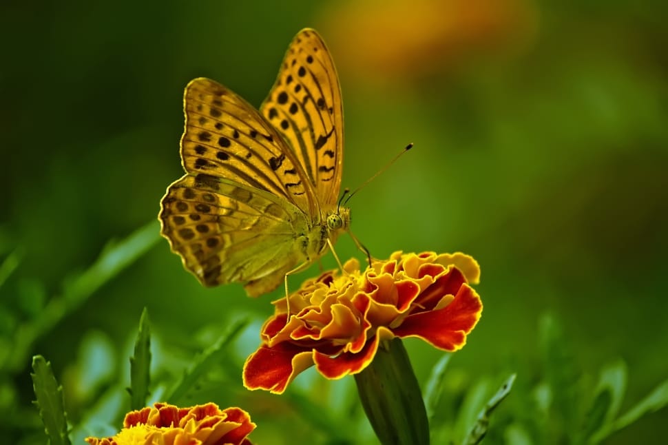 fritillary butterfly on red and yellow flower preview