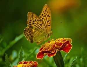 fritillary butterfly on red and yellow flower thumbnail