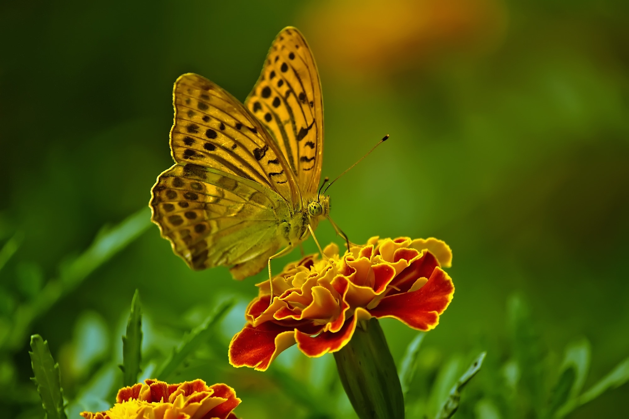 fritillary butterfly on red and yellow flower