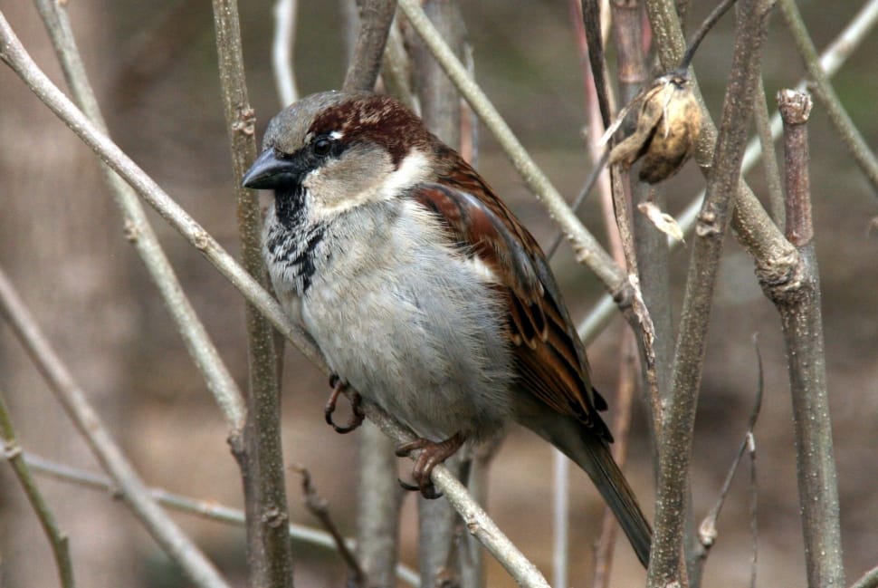 House Sparrow preview