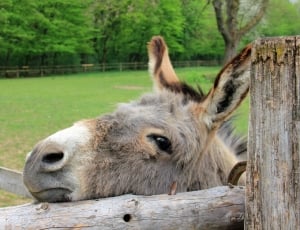 brown and grey donkey thumbnail