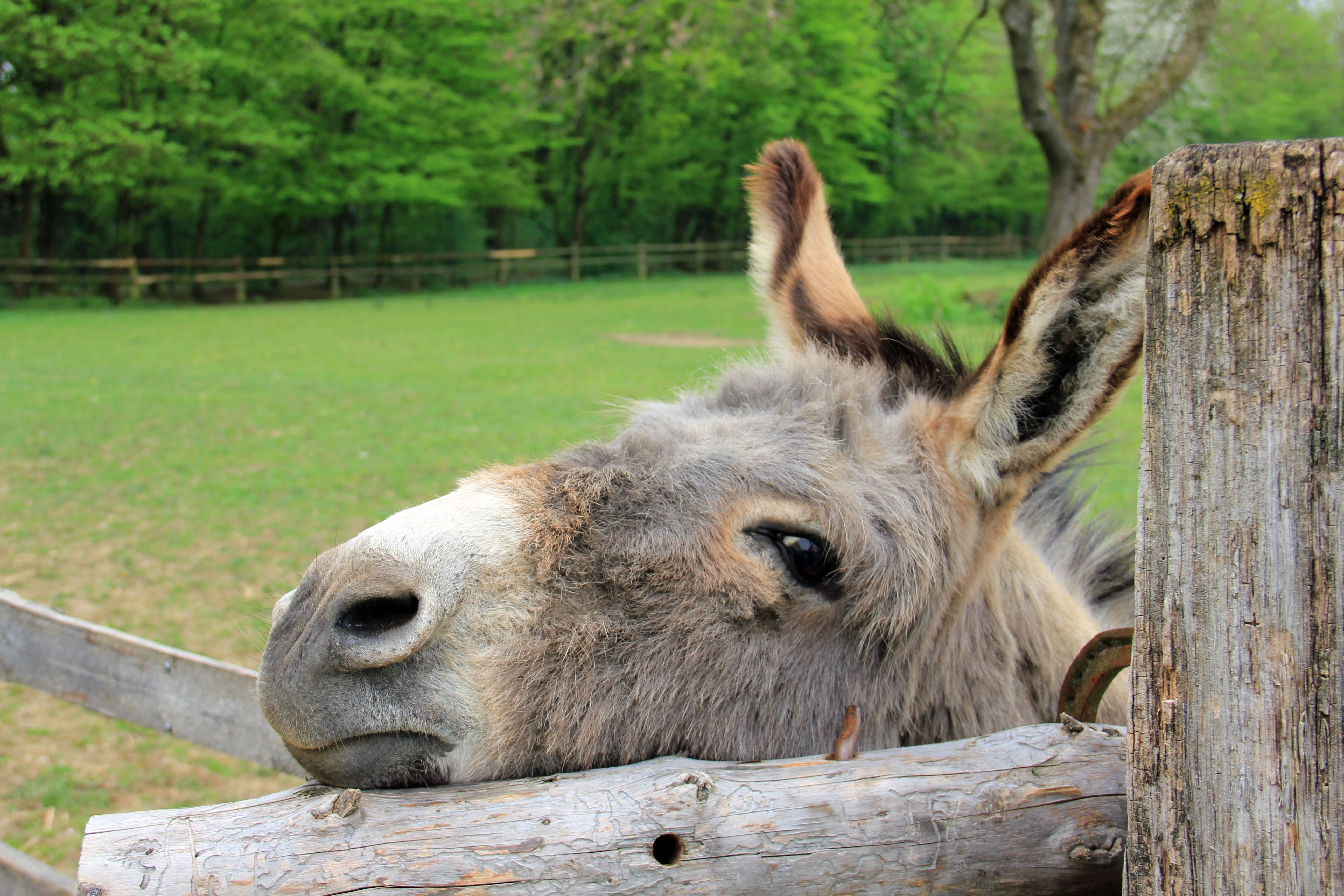 brown and grey donkey