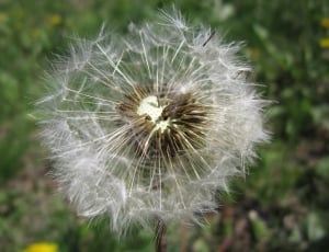 Flower, Seeds, Blow, Dandelion, Wind, dandelion, flower thumbnail