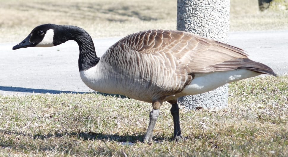 brown and white goose preview