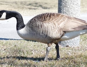 brown and white goose thumbnail