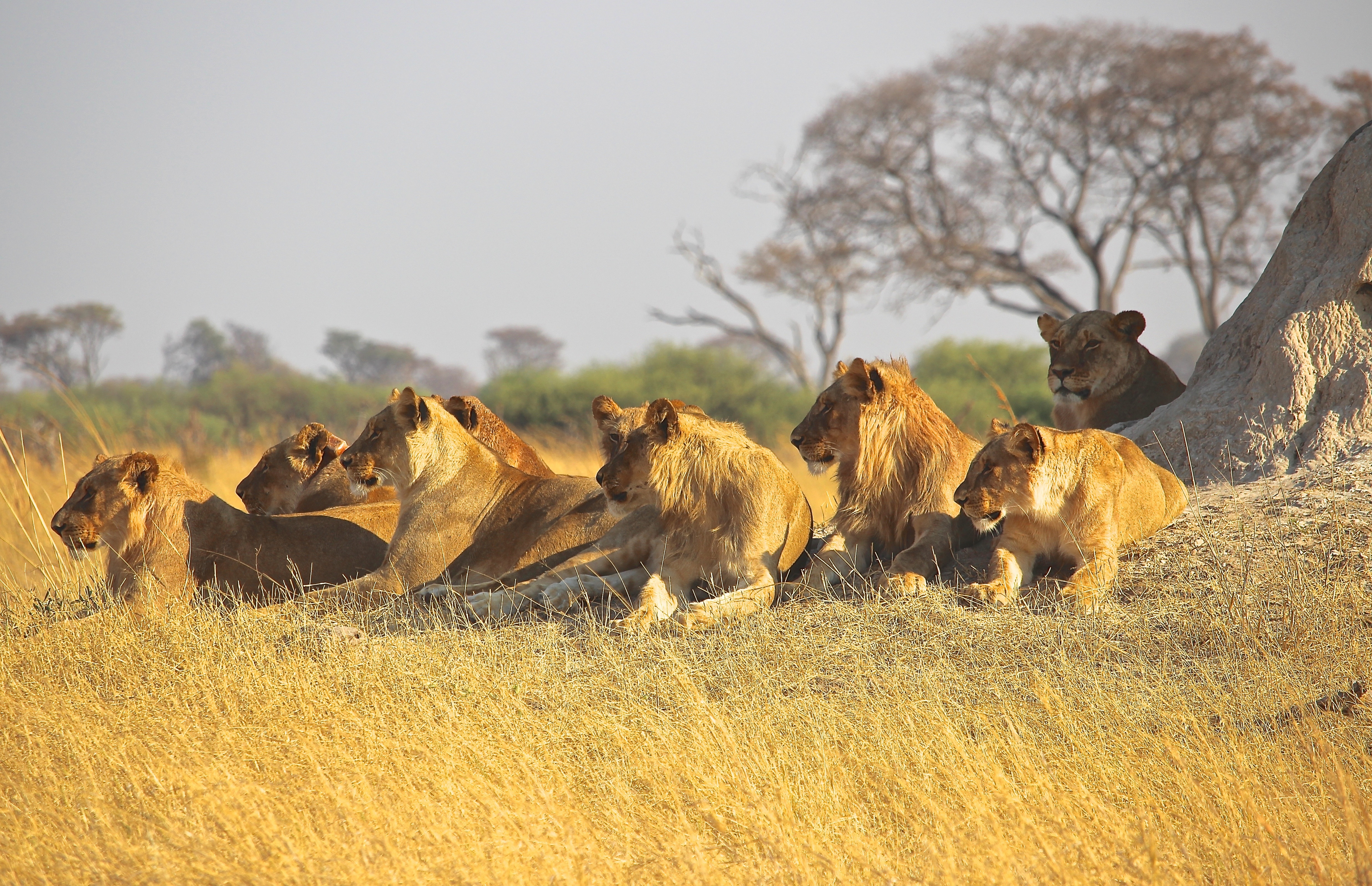 group of lion