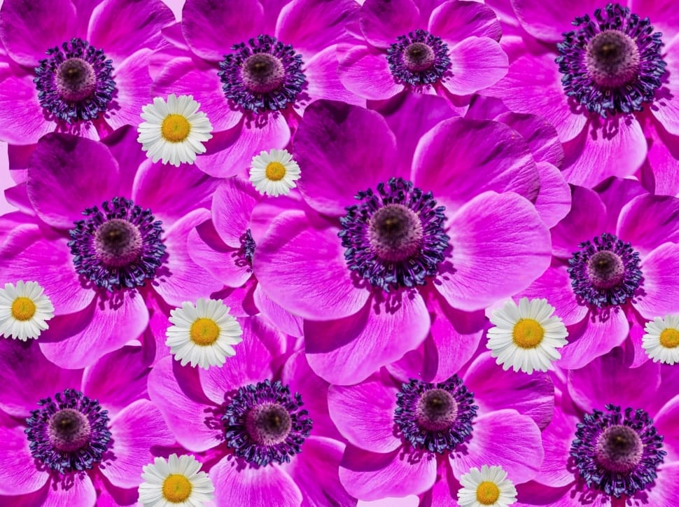 purple and white flowers preview