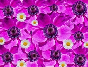 purple and white flowers thumbnail