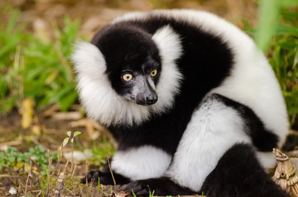 black and white lemur preview