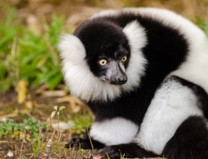 black and white lemur thumbnail