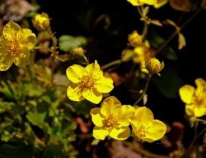 Gold Strawberry, Spring, Plant, Nature, yellow, flower thumbnail
