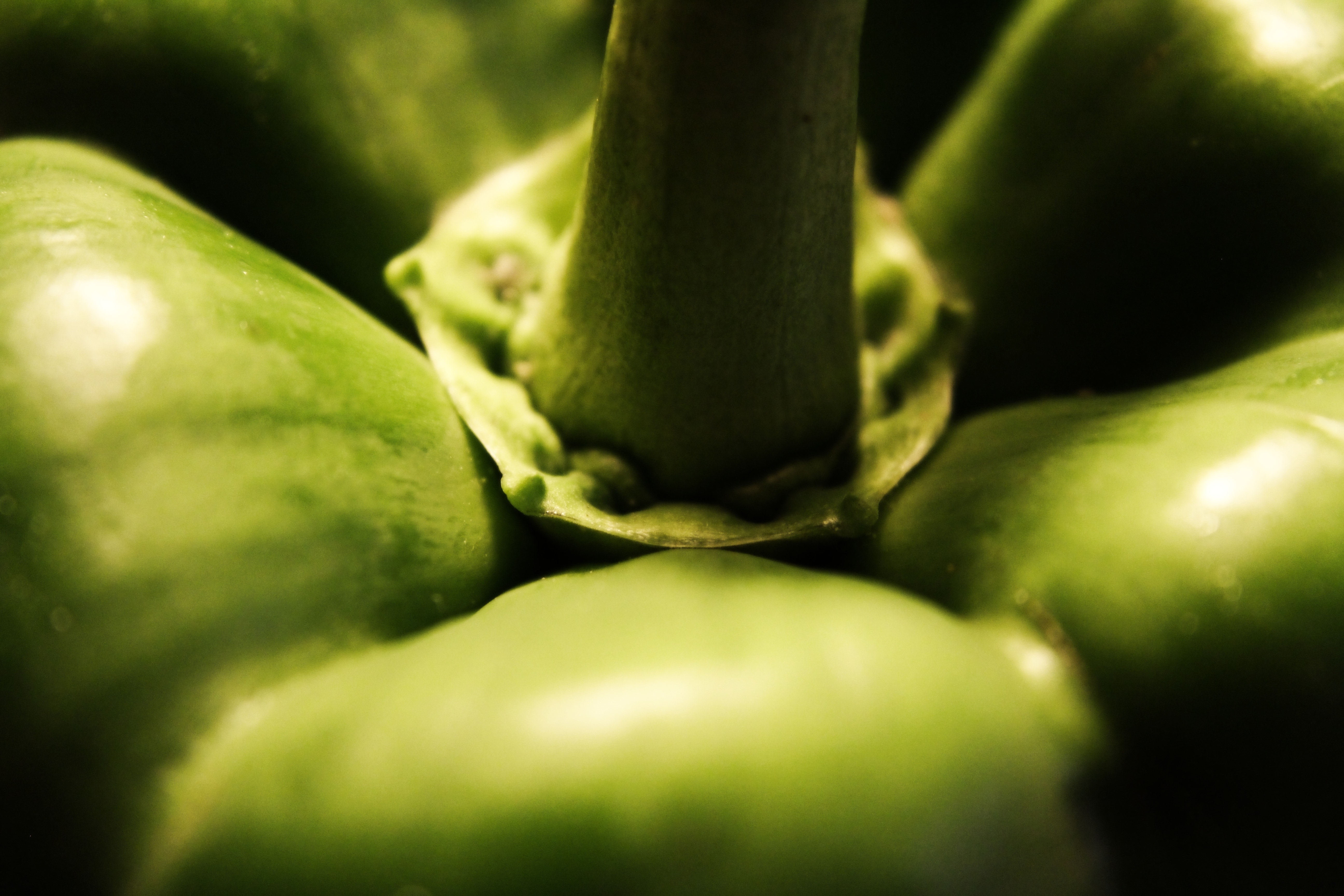 Паприка зеленая. Green paprika.