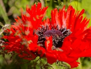 red petal flower with black stigma thumbnail