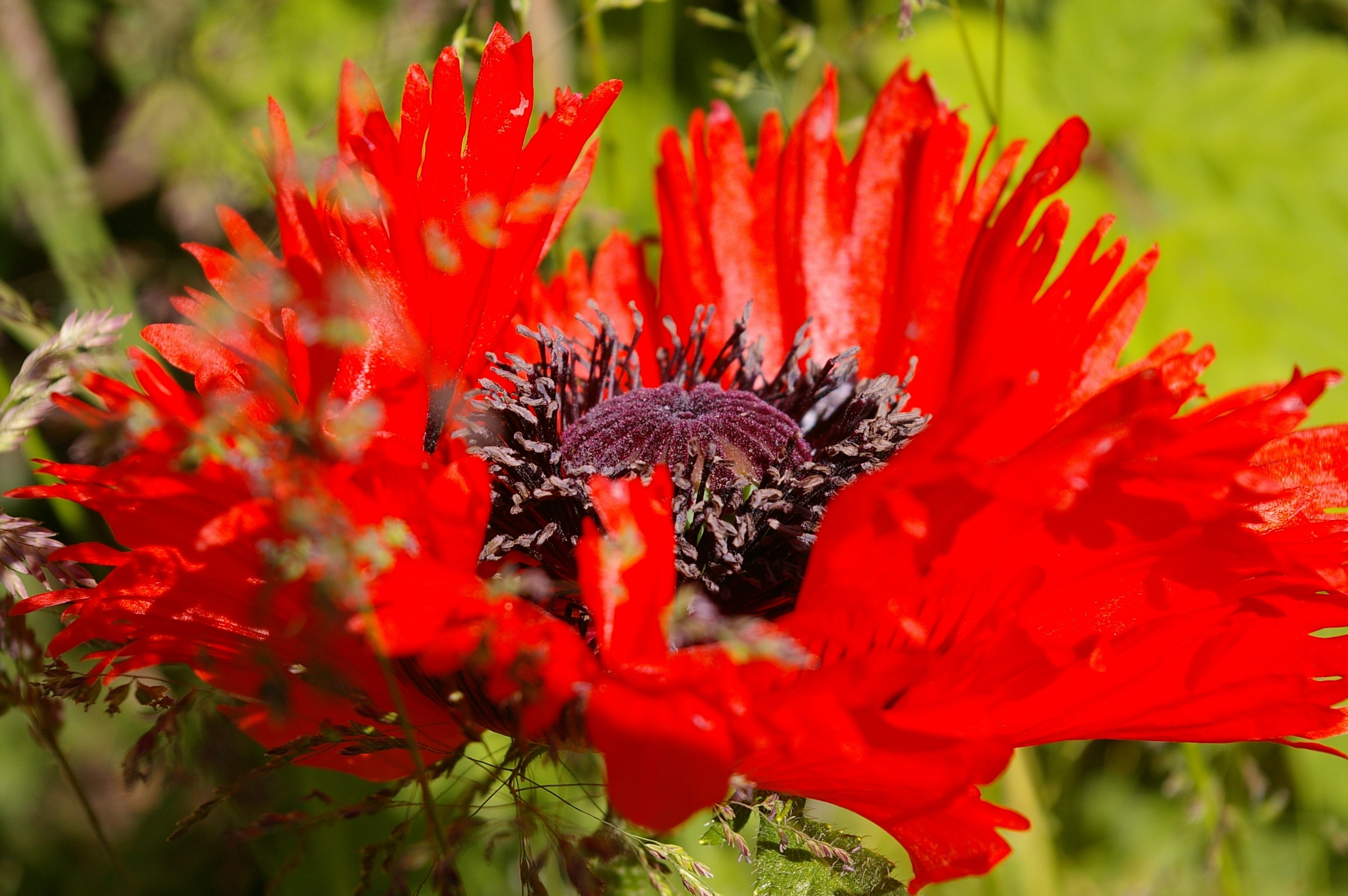 red petal flower with black stigma