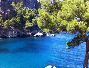 Mallorca, Spain, Beach, Mediterranean, tree, water thumbnail