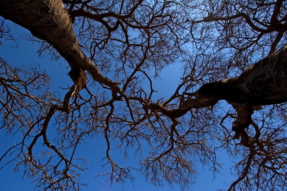 2 bare trees preview