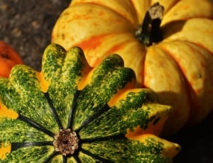 Nature, Decorative Squashes, Pumpkins, pumpkin, vegetable thumbnail